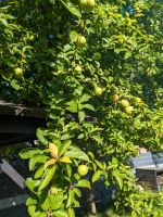 Pflaumen Mirabellen frische Ernte  Can Erik Nordrhein-Westfalen - Gladbeck Vorschau