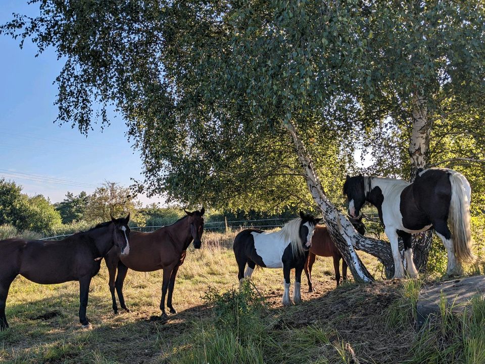 Reitunterricht für Kinder und Erwachsene in Gräfenhainichen