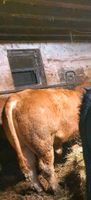 Limousin Deckbulle Nordrhein-Westfalen - Erkelenz Vorschau