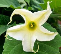 ❤️Brugmansia Arborea Engelstrompete Samen️❤️ Schleswig-Holstein - Kropp Vorschau