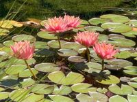 Seerose Nymphaea Colorado winterhart, rosa apricot lachs Sachsen - Stollberg Vorschau