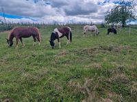 Suchen Reitbeteiligungen für verschiedene Pferde Baden-Württemberg - Buggingen Vorschau