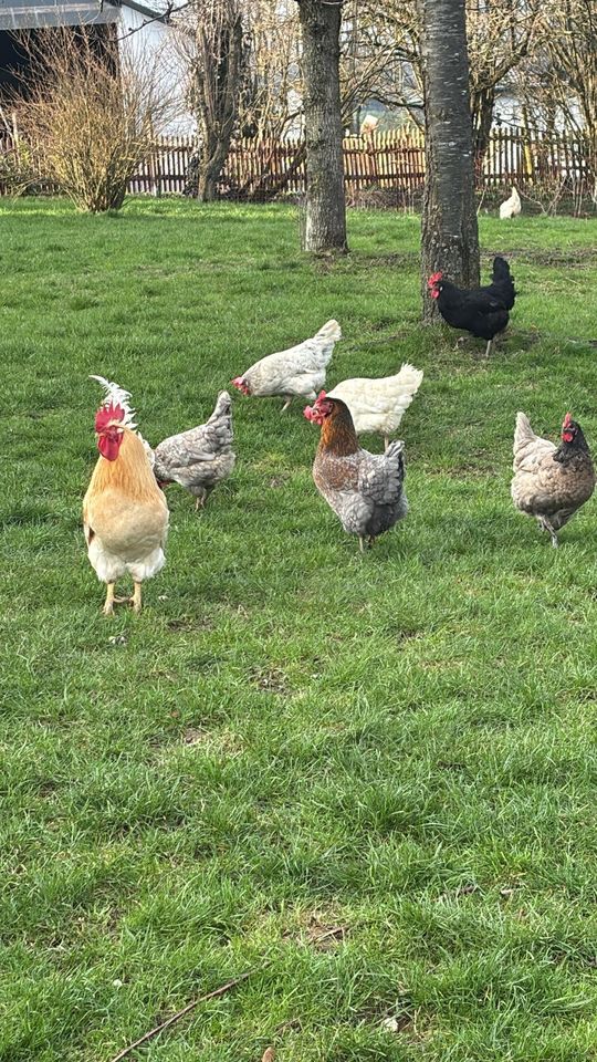 Farbige Frische Eier von glücklichen freilaufenden Hühnern in Giesdorf