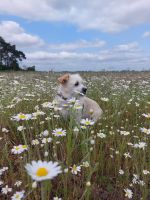 Acker, Grün und Waldflächen zu kaufen oder pachten Brandenburg - Rehfelde Vorschau