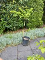 Flieder Sommerflieder Eiben Korkenzieherweide Feldahorn  Baum München - Hadern Vorschau