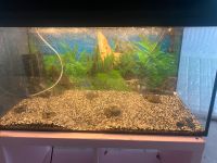 100 Liter Aquarium zu verkaufen Niedersachsen - Soltau Vorschau