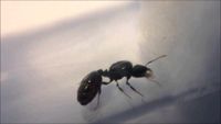 Hochwertige Tetramorium caespitum Königin Sachsen - Moritzburg Vorschau