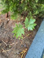 Pflanze Garten - Tetrapanax papyrifer / Reispapierbaum Niedersachsen - Melle Vorschau