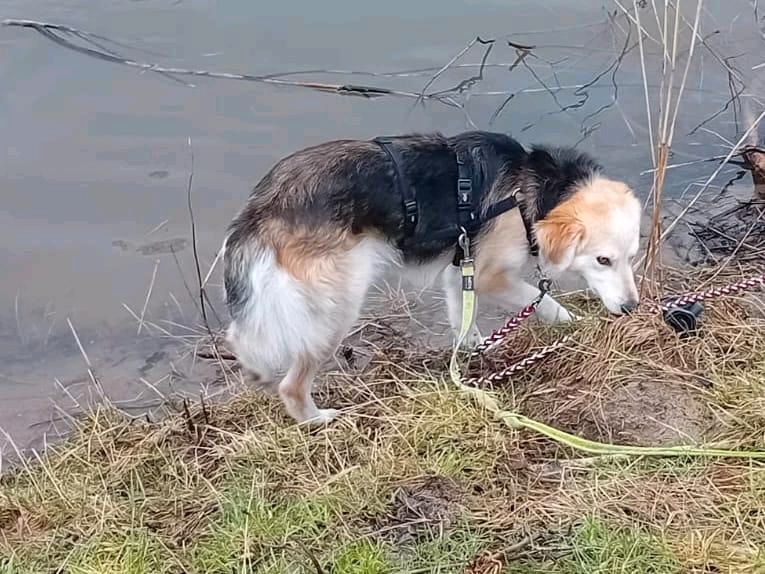 SAM Mischling Tierschutz Hund Rüde in Döbeln