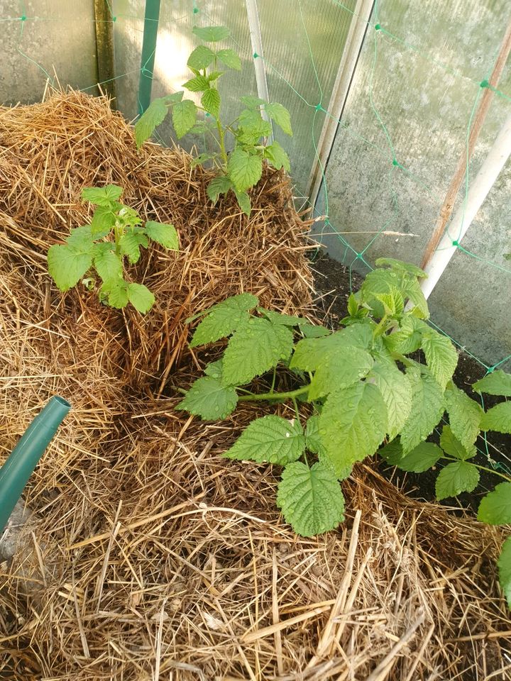 Himbeerpflanzen,Himbeere,Himbeeren späte gute Sorte,große Früchte in Röhrsdorf