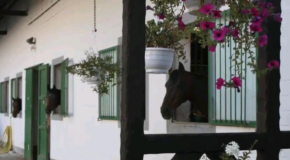 NEUERÖFFNUNG Stalltrakt Pferdeboxen Paddockbox auf Reitanlage fre in Kempen
