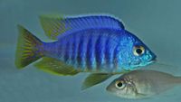 Malawi Placidochromis Jalo Reef DNZ Bayern - Neumarkt i.d.OPf. Vorschau