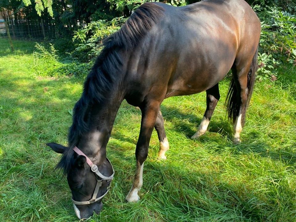 Springpferd Mädchen Pferd Freizeit in Xanten