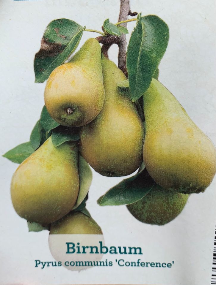 Birnenbaum, Obstbaum, Clapps Favorite & Conference in Berlin