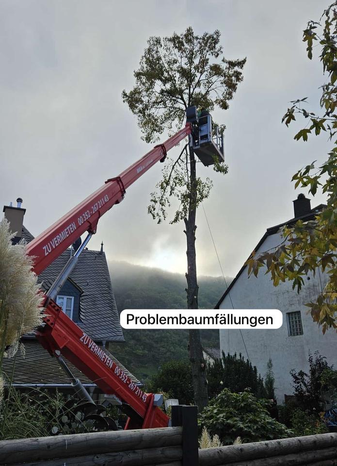 Baumfällarbeiten Heckenschnitt Baumpflege Mulcharbeiten in Orsfeld
