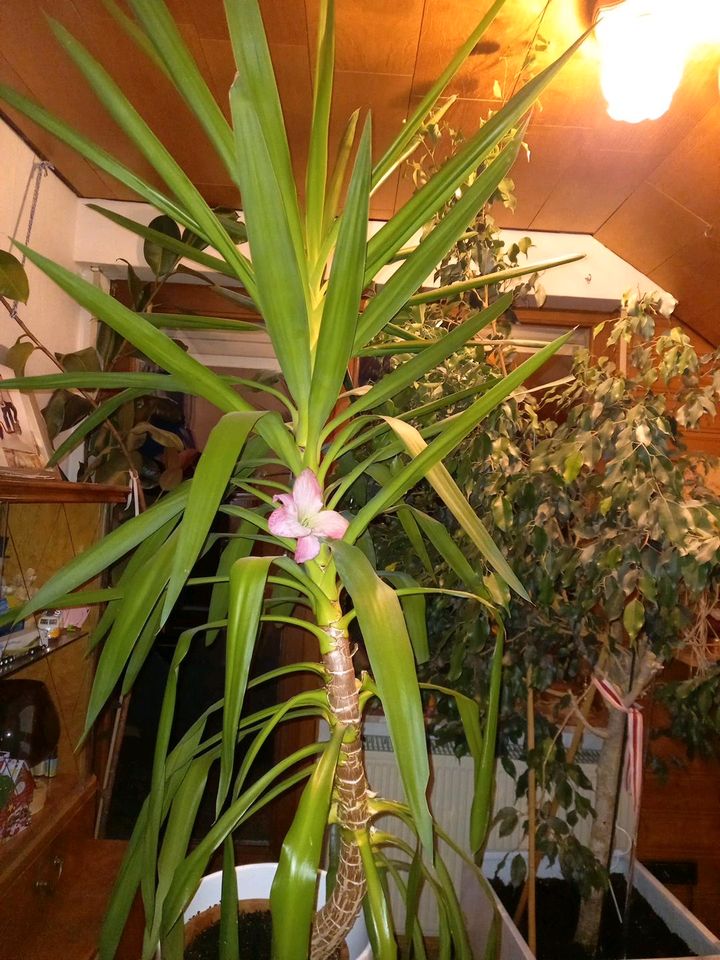 Yucca Palme in Aalen