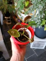 Syngonium strawberry ice etablierte jungpflanze Berlin - Lichtenberg Vorschau