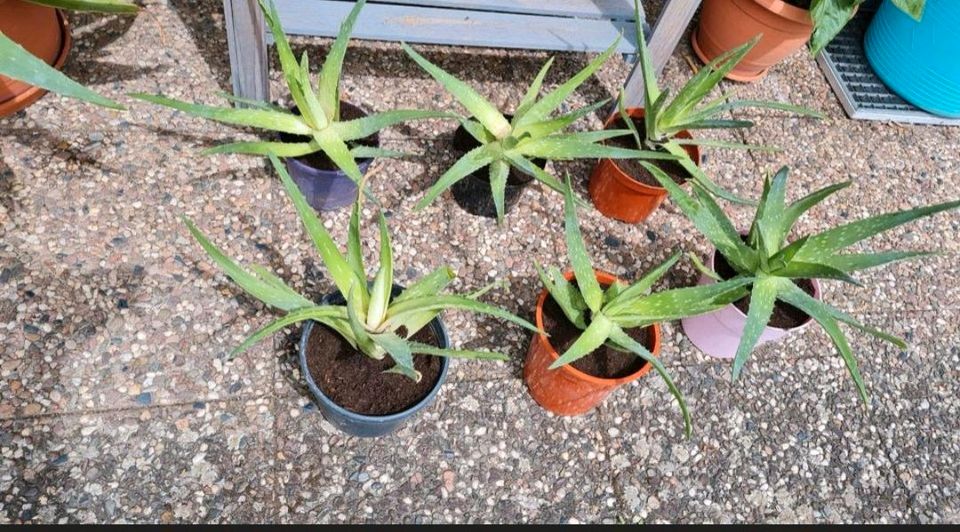 3 x Aloe Vera/ Agave Pflanze im Topf 60 cm Durchmesser in Reinhardshagen