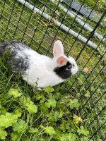 Kaninchen zu Verkaufen Baden-Württemberg - Villingen-Schwenningen Vorschau