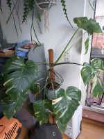 Monstera Thai Constellation Dortmund - Huckarde Vorschau