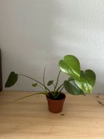 2 kleine monstera deliciosa Einsteigerpflanze Sachsen - Heidenau Vorschau