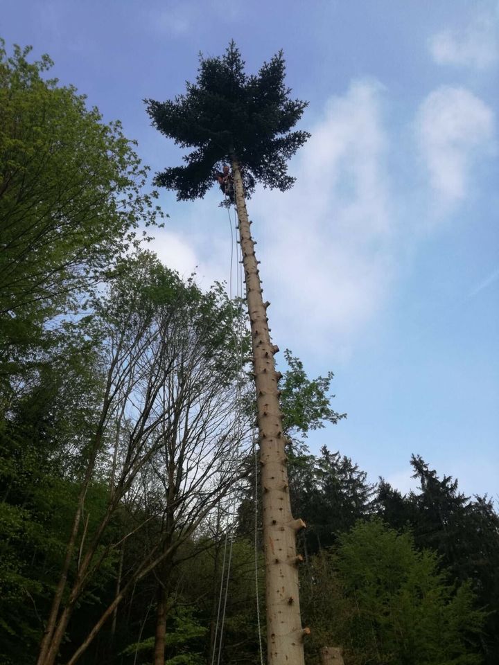 Baumfällung,Zaunbau,Garten und Landschaftsbau in Drei Gleichen