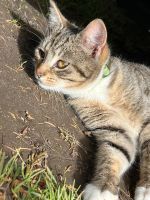 Katze in ein liebevolles neues Zuhause abzugeben Güstrow - Landkreis - Laage Vorschau