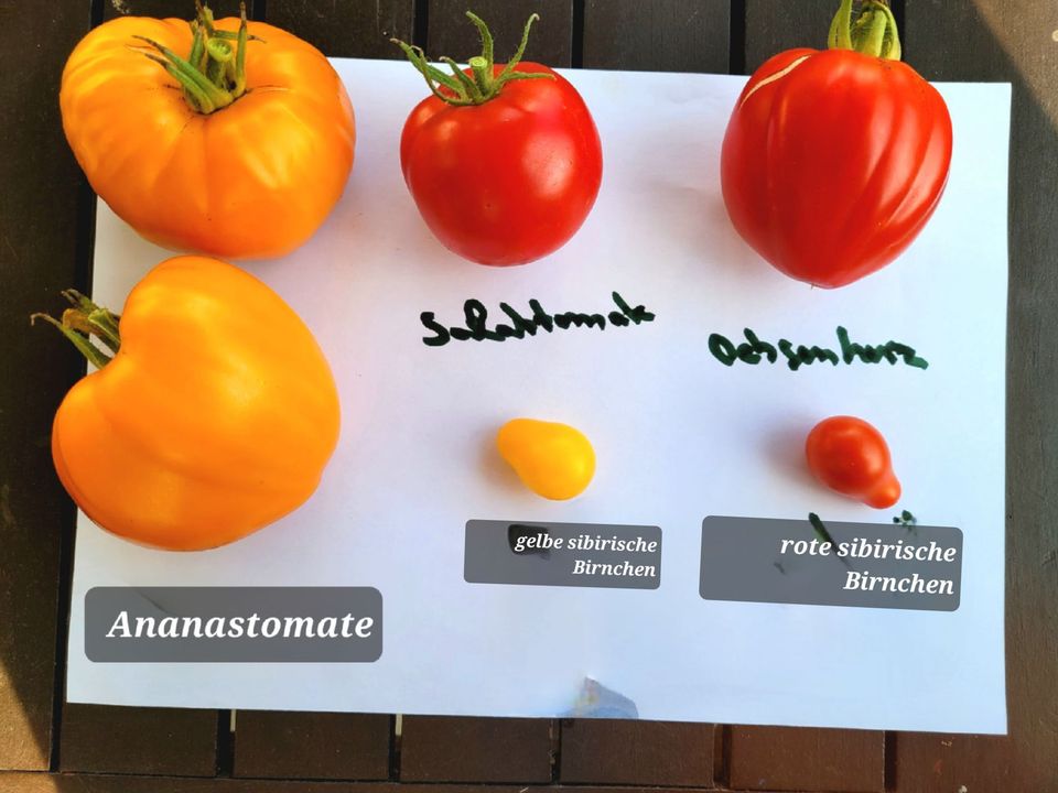 10 Tomatenpflanzen besondere Sorten zusammen 18 Euro in Baiersdorf