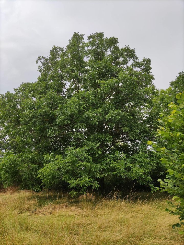 Bauen Sie jetzt ihr Traumhaus! Kleinstadtidylle mit Aussicht - Wohnbaugrundstück in Schkölen in Schkölen