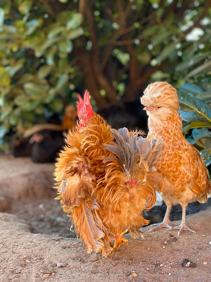 Bruteier Hühner Küken Buntleger Marans Orpington in Lemwerder