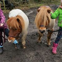 Shetty Kinderpony Reitbeteiligung Pflegepony Nordrhein-Westfalen - Datteln Vorschau