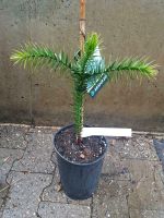 Andentanne Araucaria araucana Nordrhein-Westfalen - Simmerath Vorschau