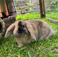 Mini Loop Kaninchen Babys ❤️Weibchen ❤️ Niedersachsen - Wittingen Vorschau