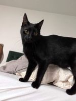 Jungspund: Kater Diego sucht Zuhause mit anderem jungen Kater Pankow - Prenzlauer Berg Vorschau