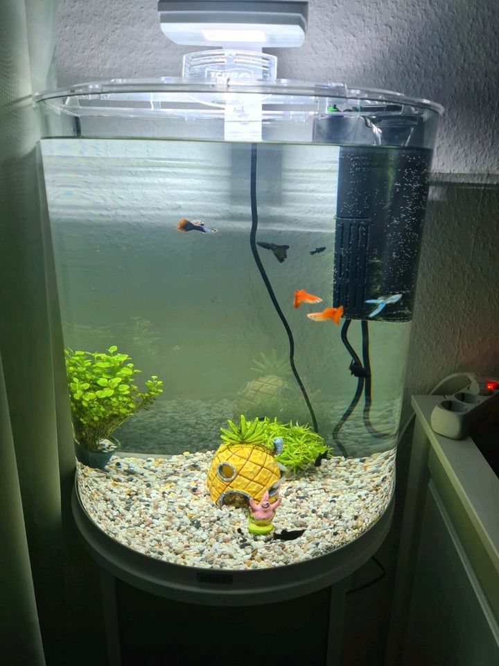 jetzt Hersfeld Tetra - Aquariumubterschrank Kleinanzeigen in | Aquarium ist Kleinanzeigen Liter) Bad (60 Hessen mit von eBay