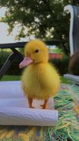 SUCHE Enten kücken Schleswig-Holstein - Ahrensburg Vorschau