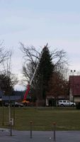 Baumpflege, Baumfällung, Sturmschäden und Brennholzhandel Brandenburg - Müllrose Vorschau