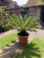 Cycas Revoluta Sagopalme Palmfarn Niedersachsen - Winsen (Luhe) Vorschau