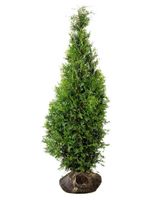 Lebensbaum - Thuja Occidentalis 'Brabant' ab 100 - 120 cm Nordrhein-Westfalen - Ibbenbüren Vorschau