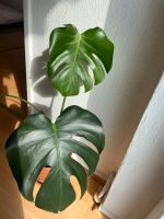 Monstera Deliciosa - verwurzelt & gesund Hannover - Linden-Limmer Vorschau