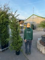 Die besten & günstigsten Thuja Brabant/Heckenpflanzen/9 Größen Hessen - Rodenbach Vorschau