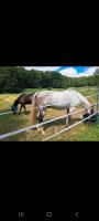 Reitbeteiligung für Groß Pferd Hessen - Waldkappel Vorschau