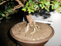 Chinesische Ulme Bonsai Garten Haus über 20 Jahre m liebe Bonsai Rheinland-Pfalz - Bitburg Vorschau