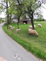 Schaflämmer Thüringen - Greiz Vorschau