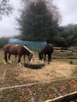 Plätze für Rehe Ponys/ Pferde frei Kreis Pinneberg - Tangstedt Vorschau