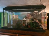 Aquarium 60 Liter Frankfurt am Main - Nieder-Eschbach Vorschau