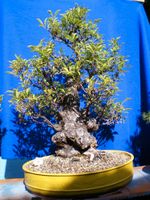 Bonsai echte japanische Pflaume prunus salicina 90 cm Bayern - Baunach Vorschau
