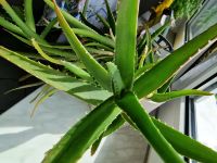 Aloe Striatula Ableger mit Wurzeln Bayern - Würzburg Vorschau