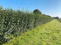 Liguster „Atrovirens“ Saisonende 15. Mai. Nordrhein-Westfalen - Salzkotten Vorschau