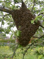 Bienen Nest entfernen Bienenschwarm einfangen Nordrhein-Westfalen - Hürtgenwald Vorschau